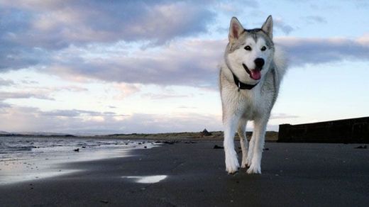 Siberian Husky Dog Breed Information, Pictures, Characteristics ...