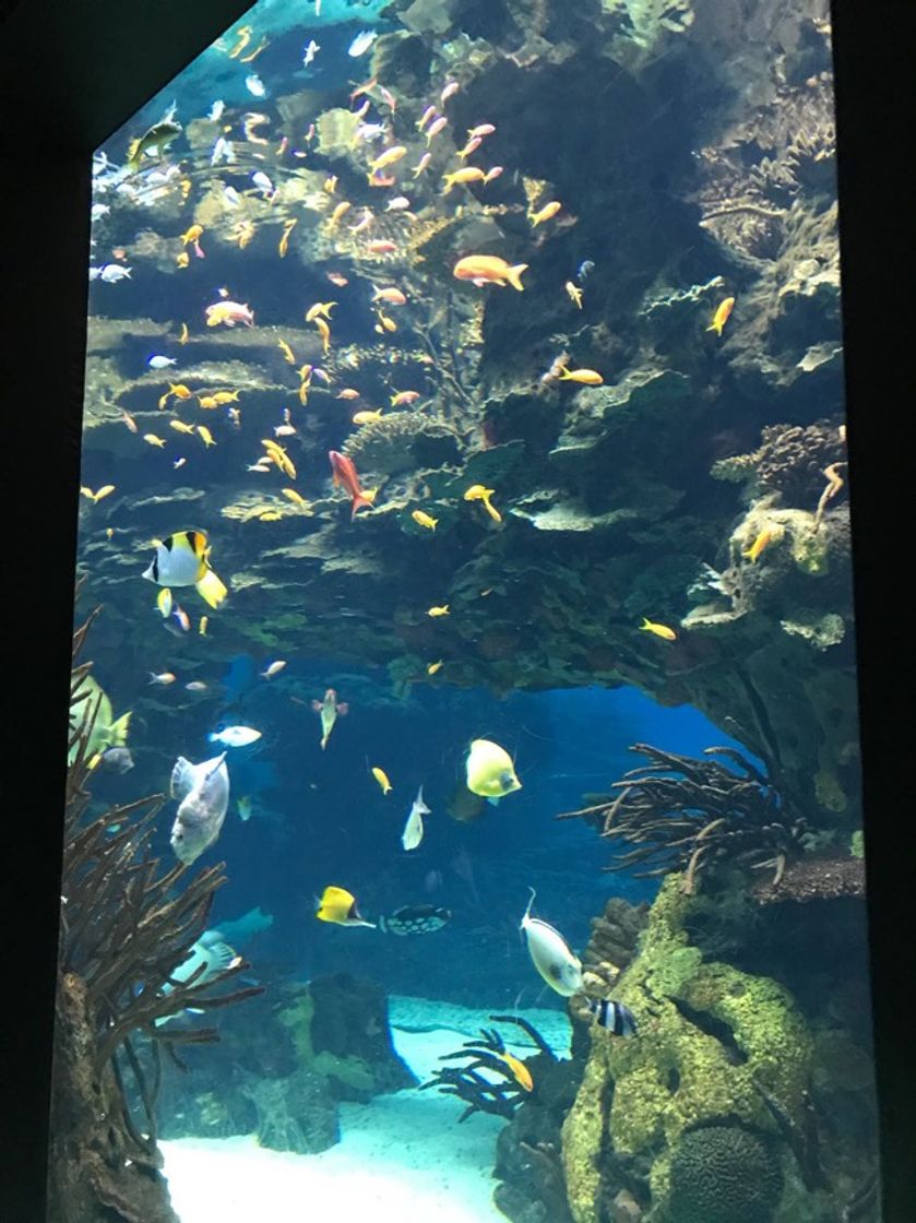 Place Oceanario de Lisboa