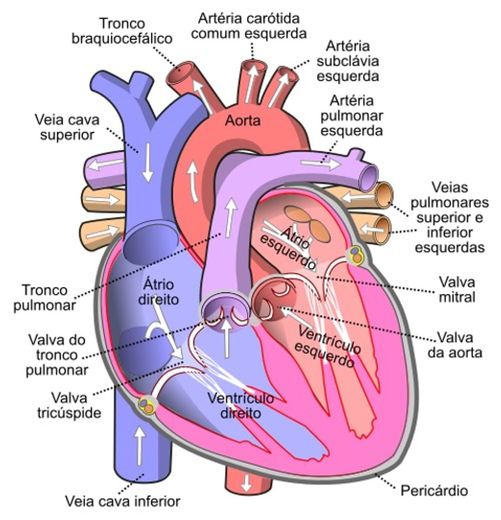 Válvula Aórtica 