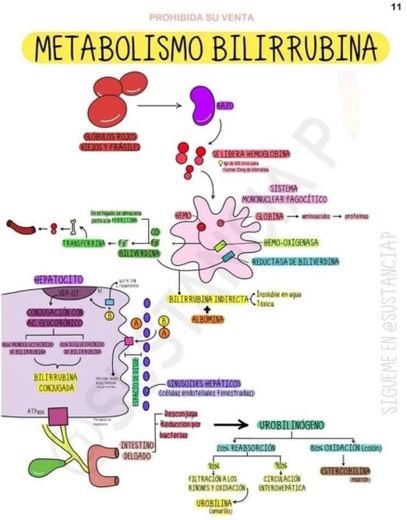 Metabolismo Bilirrubina