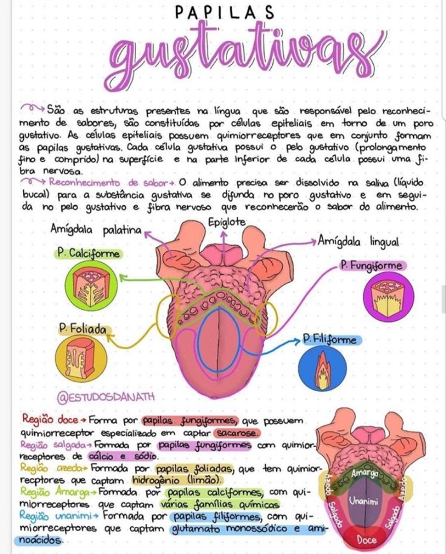 Moda Papilas Gustativas