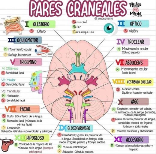 Pares Craneales