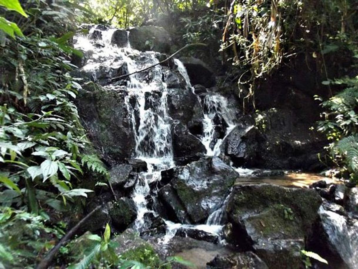 Place State Park Cantareira Core Cabuçu