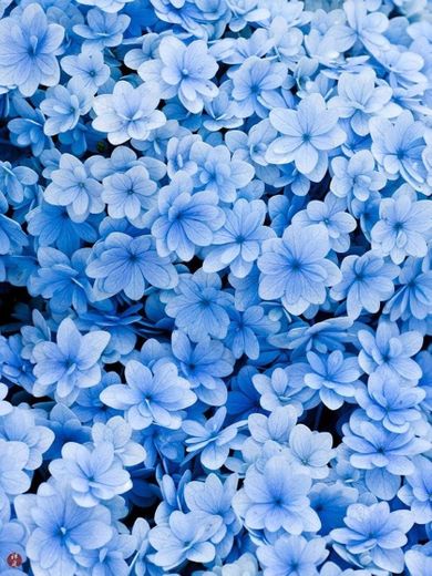 Wallpaper blue garden