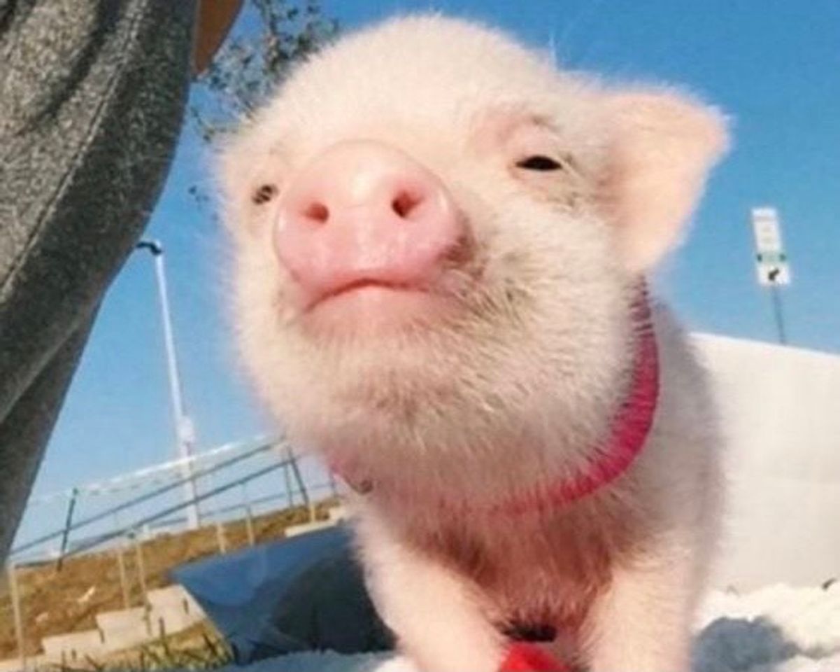 🐽