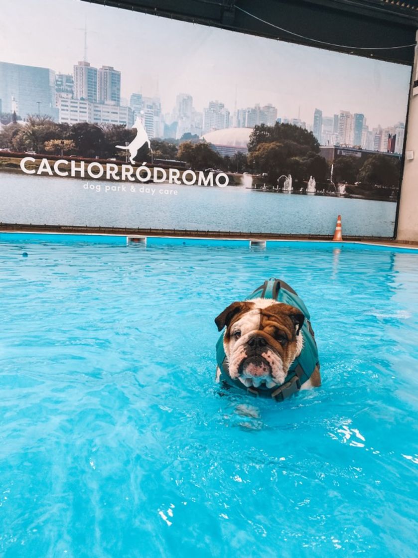 Social Bulldog nadando