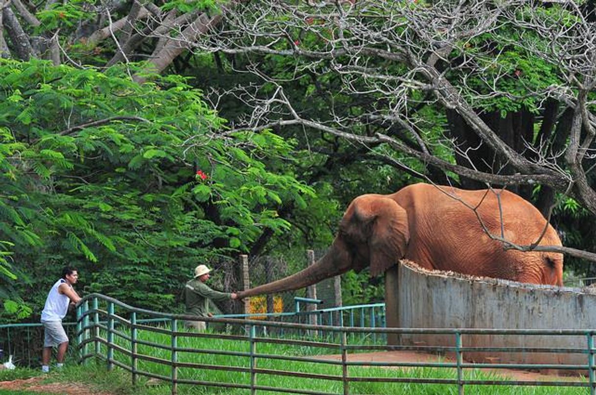 Lugar Zoológico de Brasília