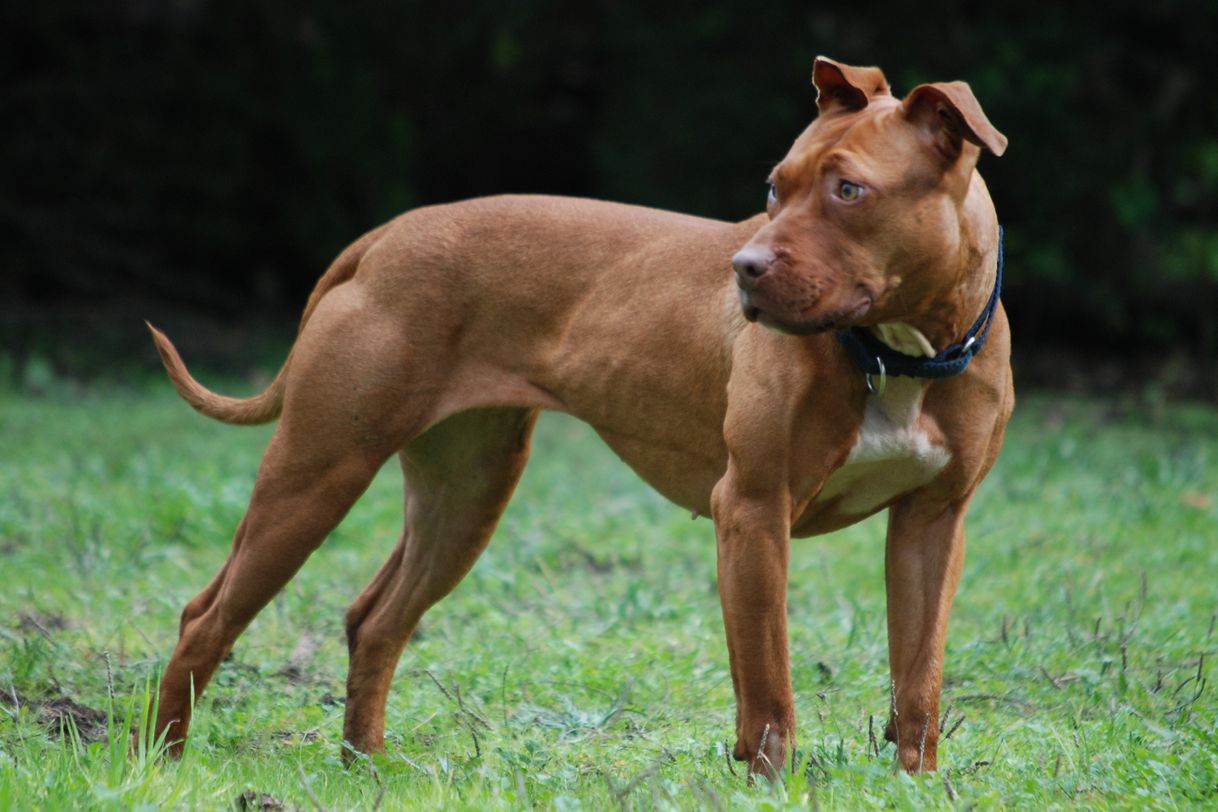 Fashion American Pitbull Terrier