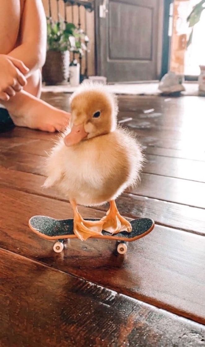 Moda Patinho em skate