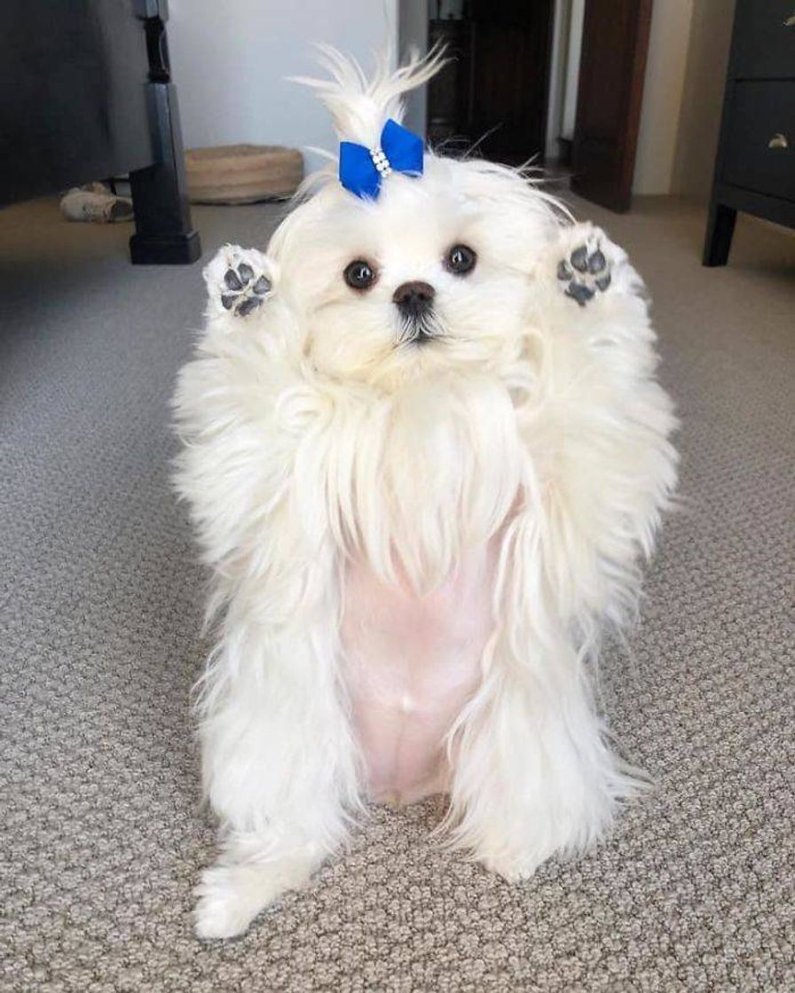 Social Doguinho