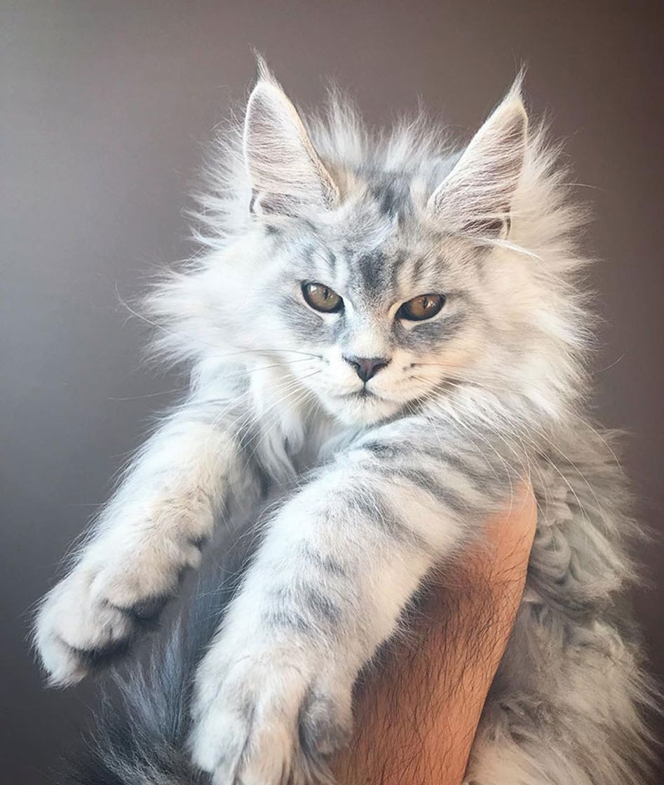 Moda Maine Coon 🥰♥️