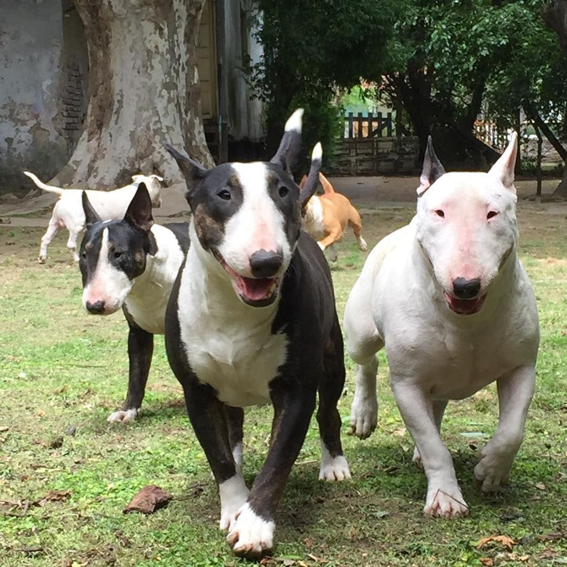 Moda Bull Terrier 🥰♥️