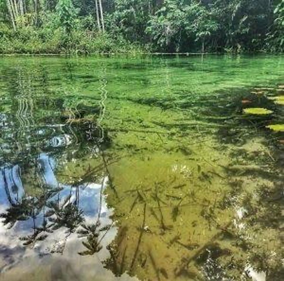 Places Lagoa de Coroatá (lago próximo a Cachoeira Grande) Preserve!!!)