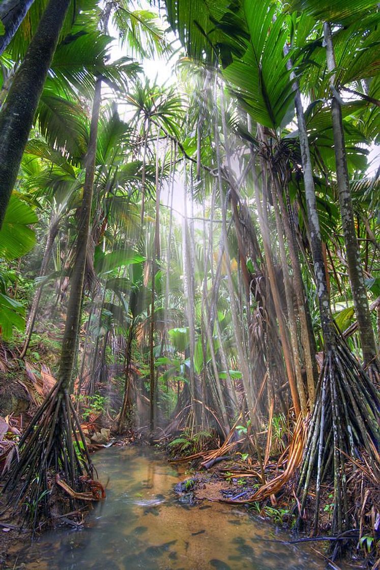 Place Vallée de Mai, Praslin, Seychelles