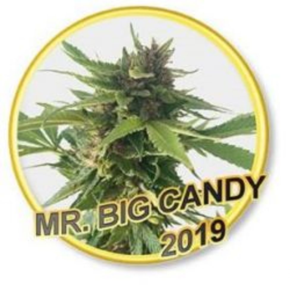 Moda My Big Candy by Mr. Hide Seeds Fem Seeds