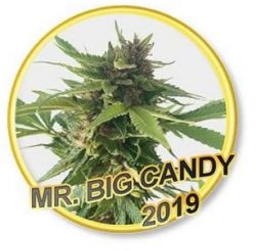 My Big Candy by Mr. Hide Seeds Fem Seeds