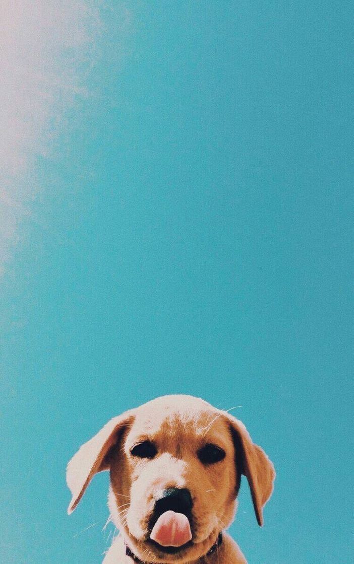 Esse wallpaper é lindo! 😍