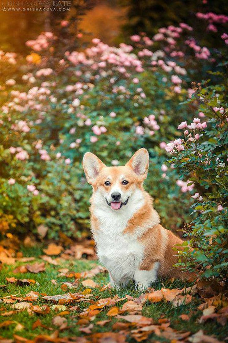 Fashion Welsh corgi pembroke