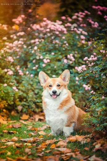 Welsh corgi pembroke