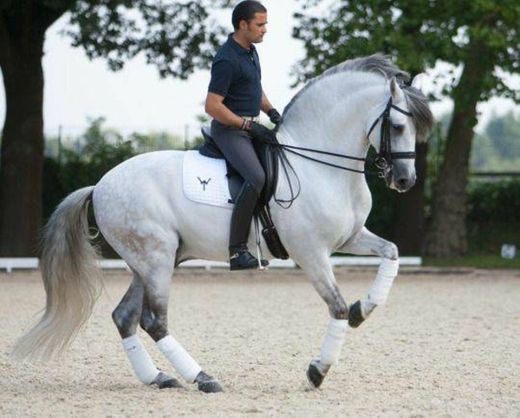 Cavalo andaluz