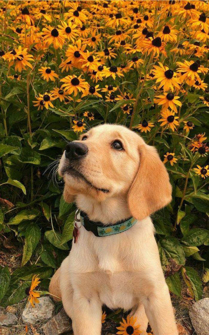 Fashion Labrador retriever