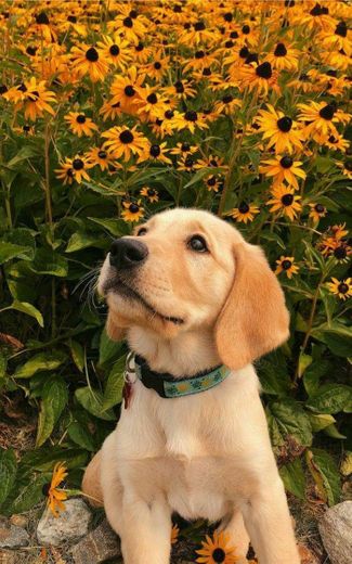 Labrador retriever