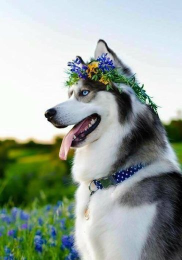 Husky siberiano