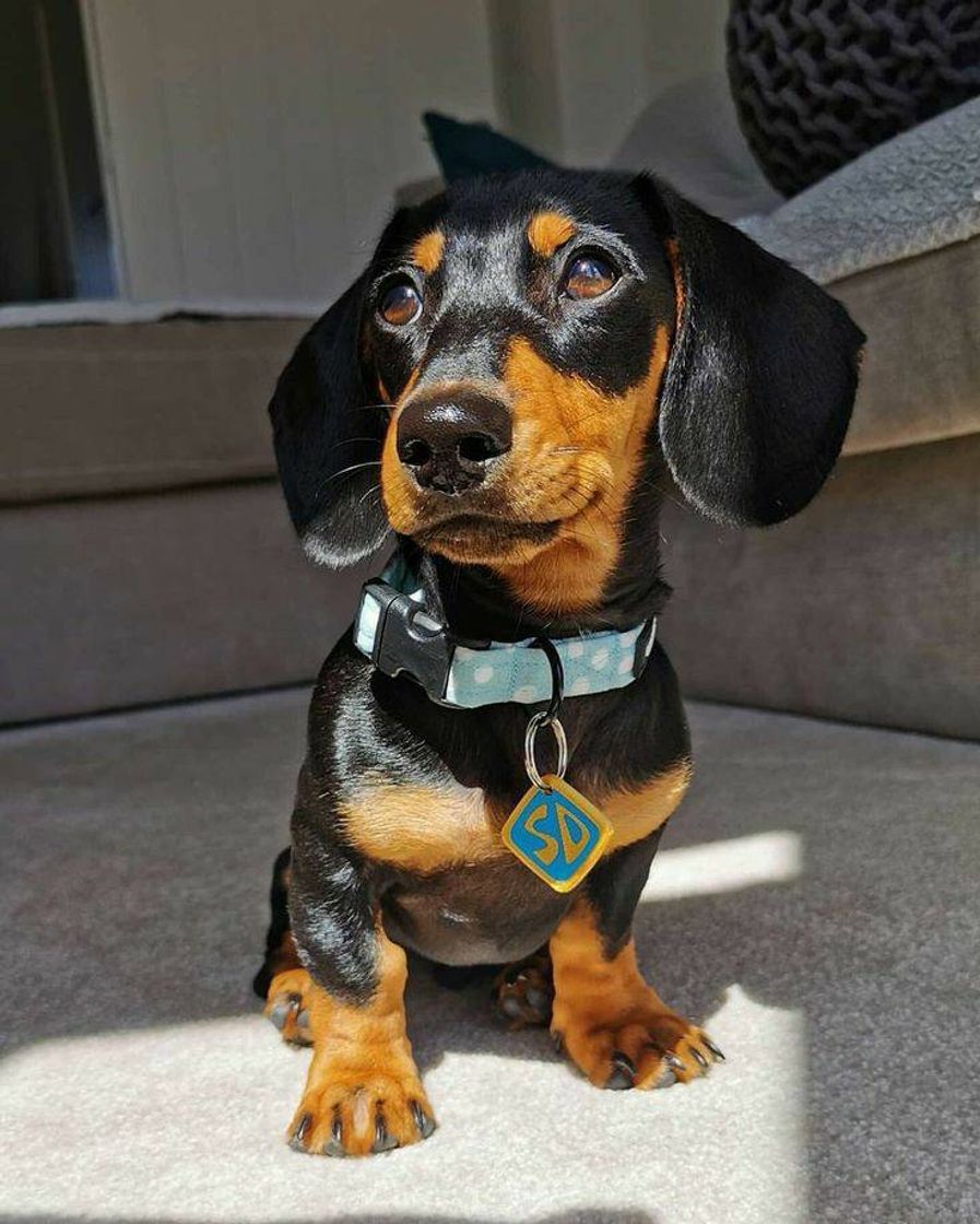 Fashion Dachshund