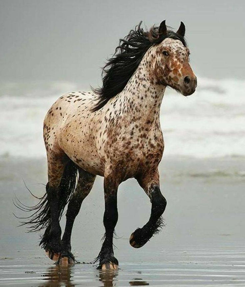 Moda Appaloosa