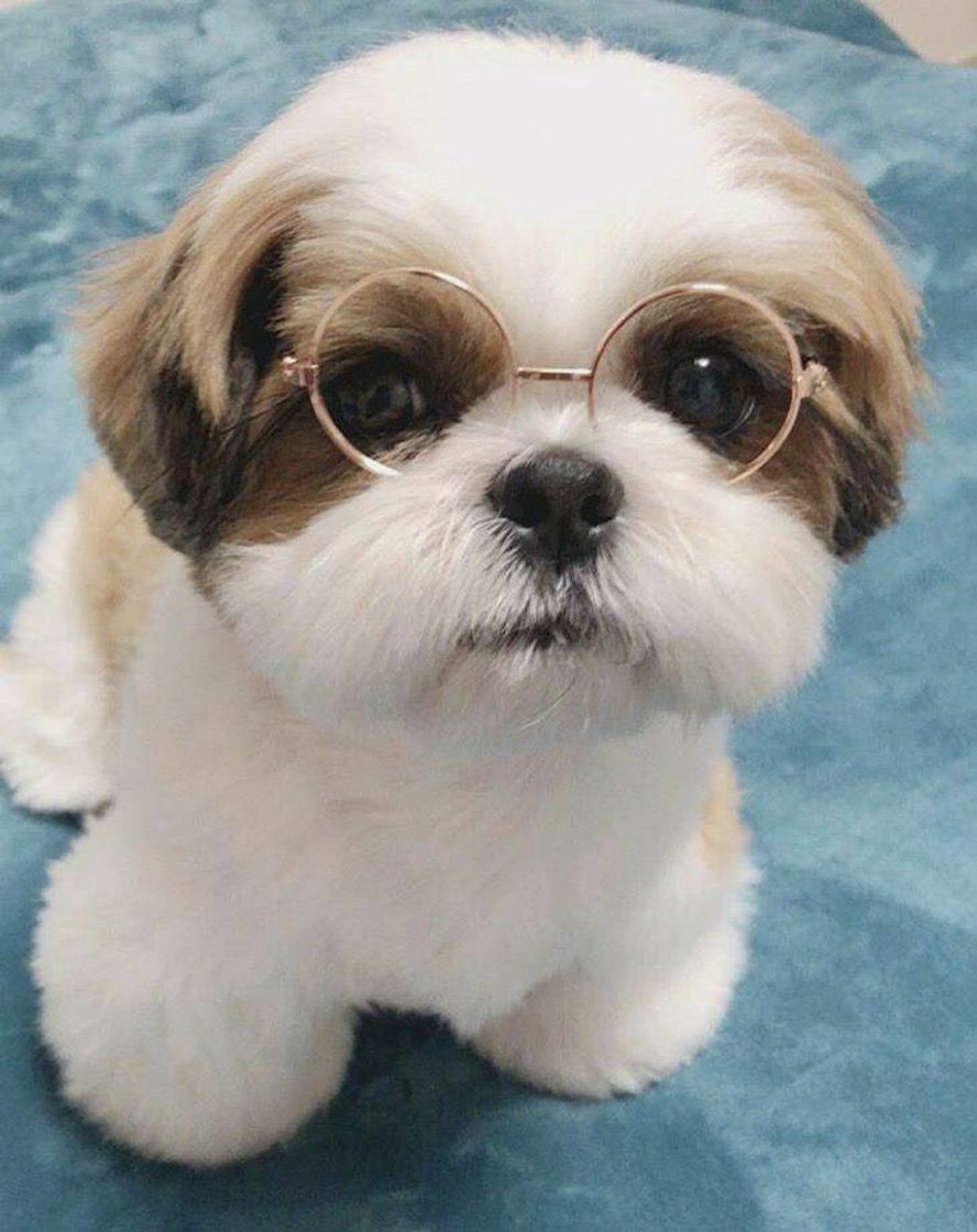 Moda Shih-tzu