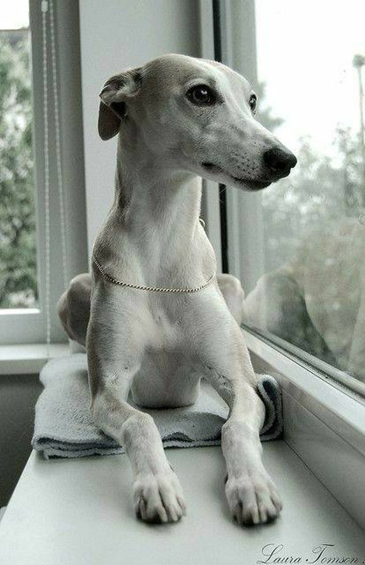 Fashion Galgo inglês