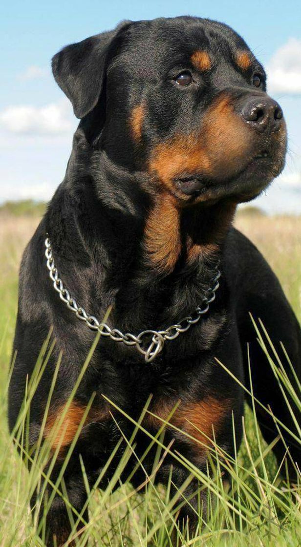 Fashion Rottweiler