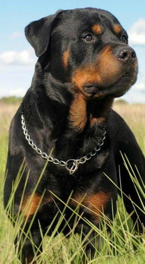 Rottweiler