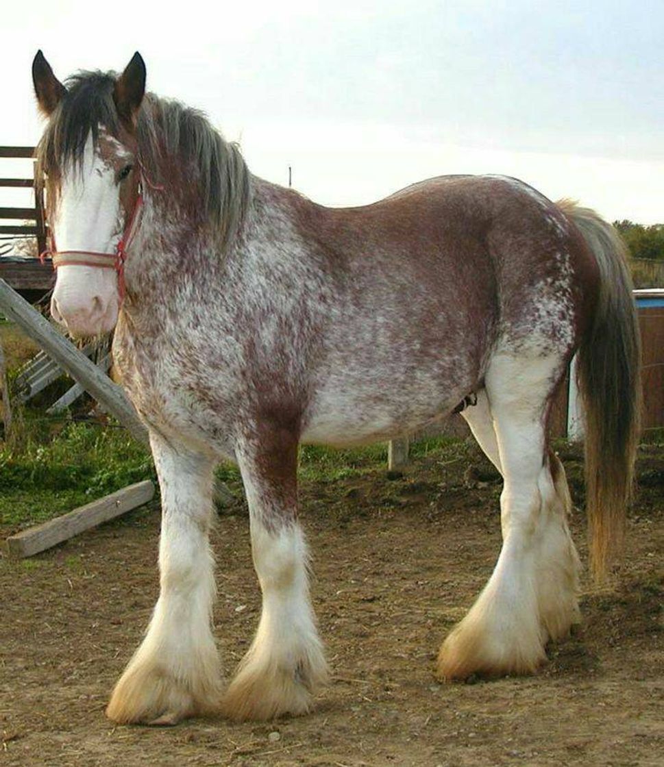 Fashion Clydesdale