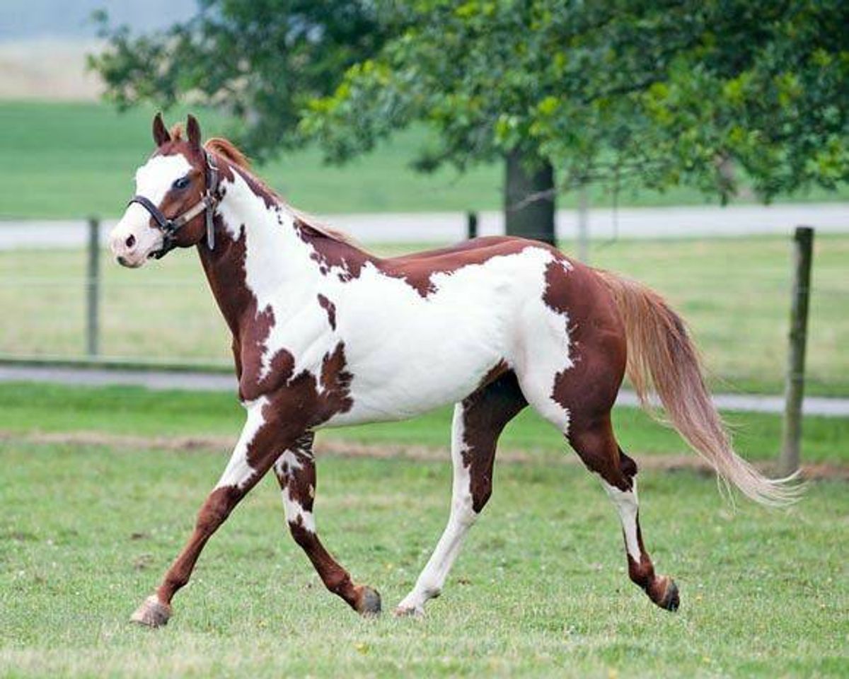 Fashion Paint Horse (American Paint Horse)