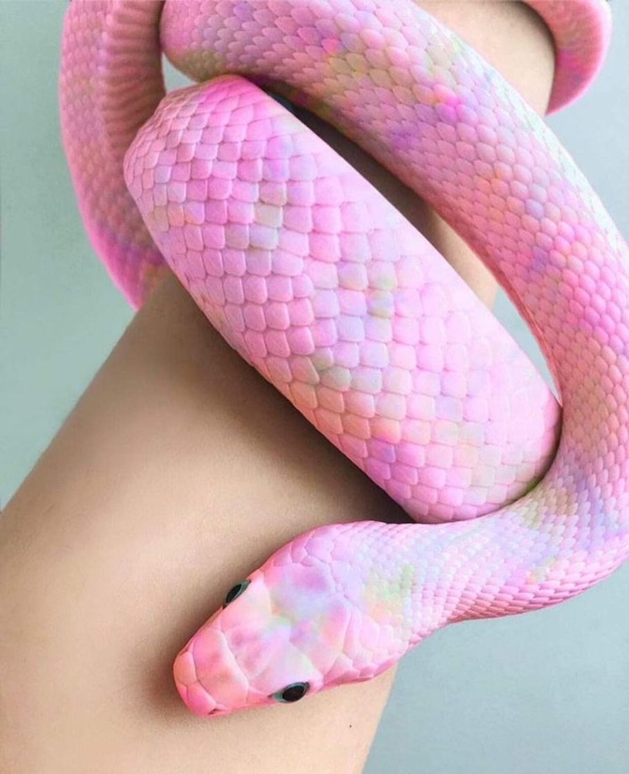 Fashion  🔥 Pink Nope Rope