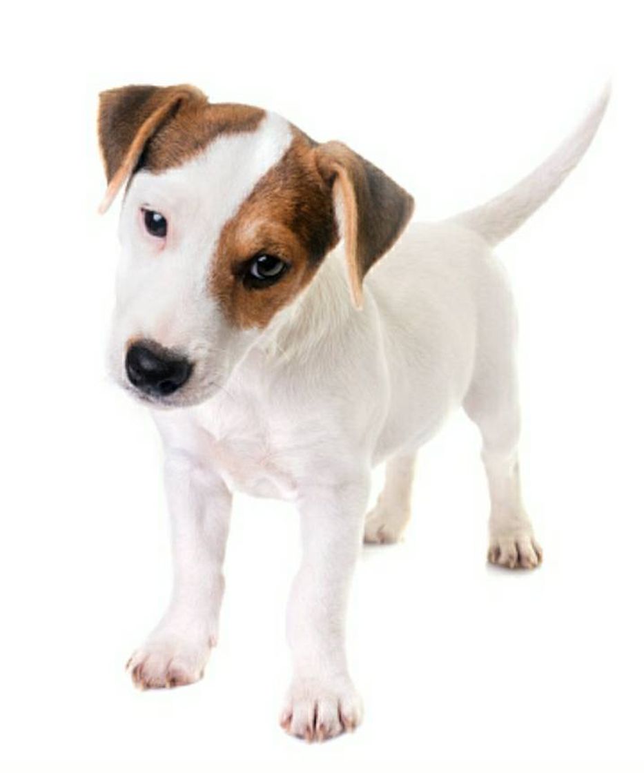 Raça Jack russell terrier