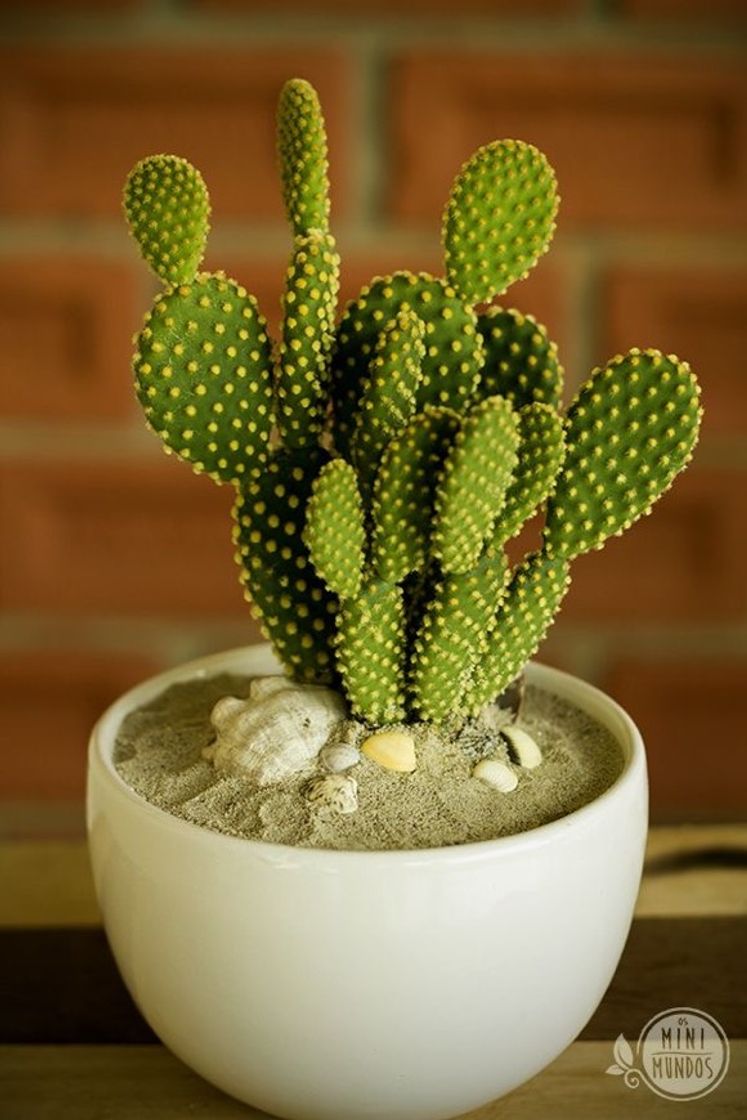 Product Inspiração de cactos 🌵 