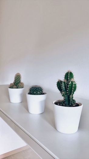 Cactus ikea