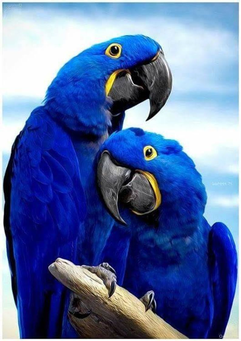 Social Arara azul