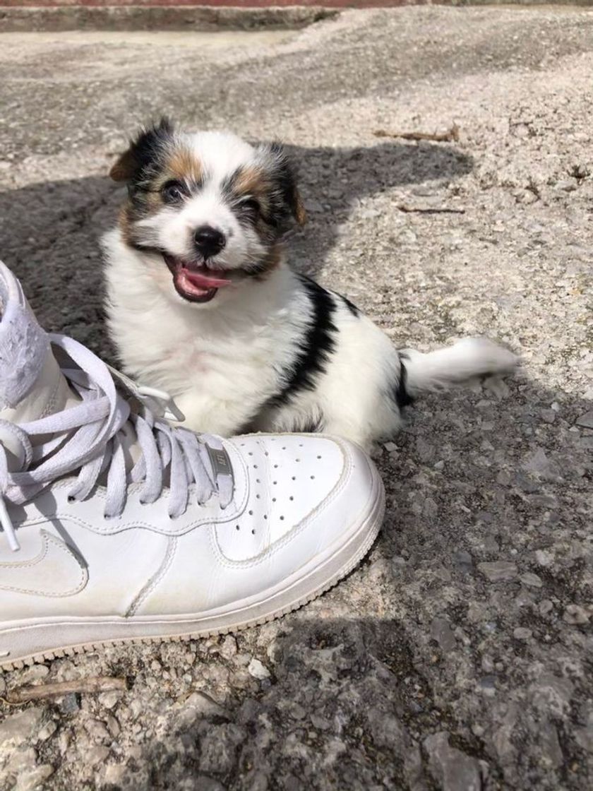 Moda Nike Air Force 1 Mid júnior en Blanco