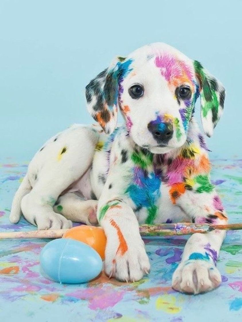 Fashion dog colorido