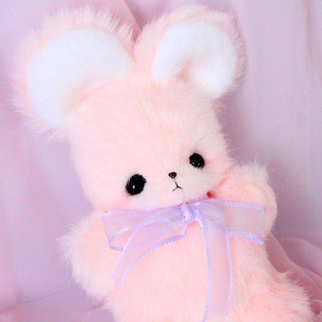 Social Soft Bunny 🐇