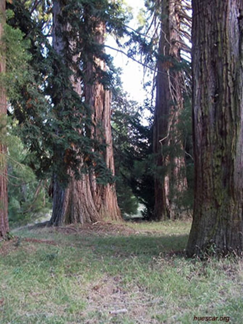 Lugar Bosque De Secuoyas