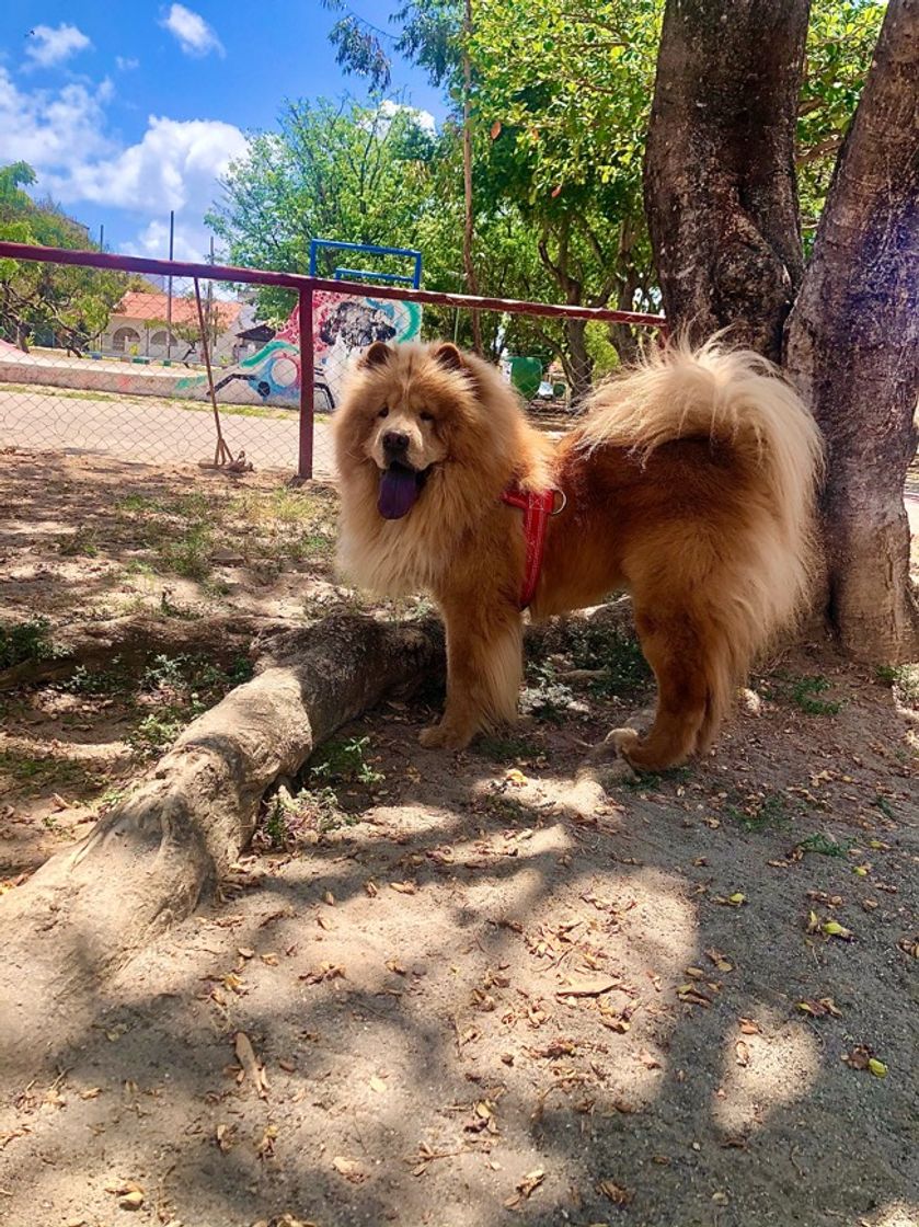 Fashion Cão da raça chow-chow.