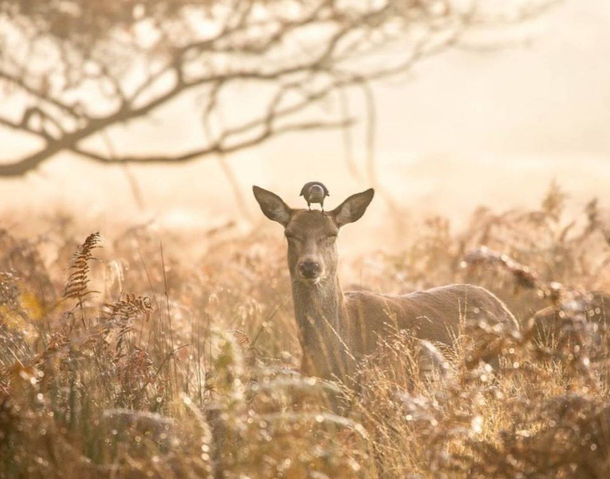 Place Richmond Park