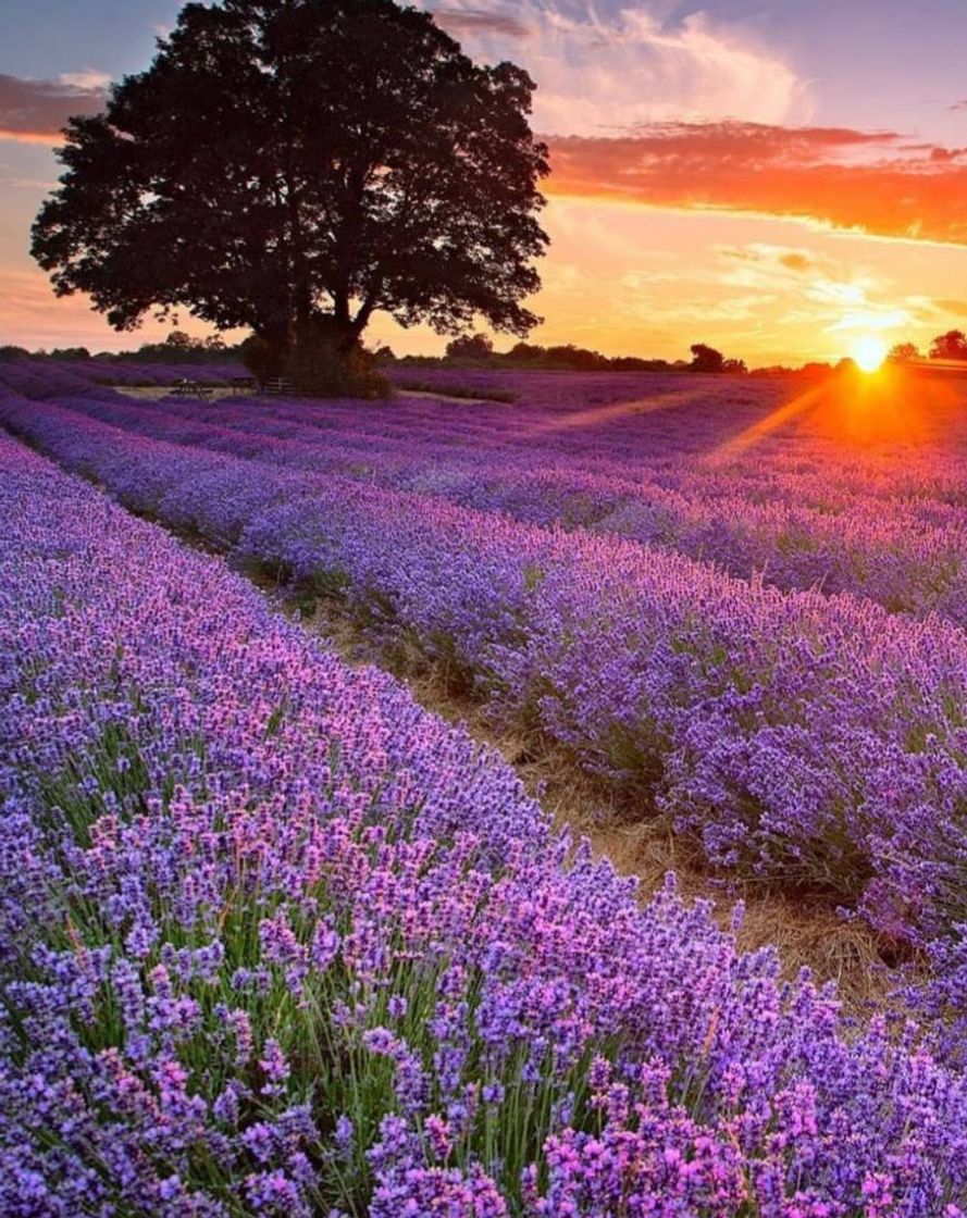 Place Mayfield Lavender Farm