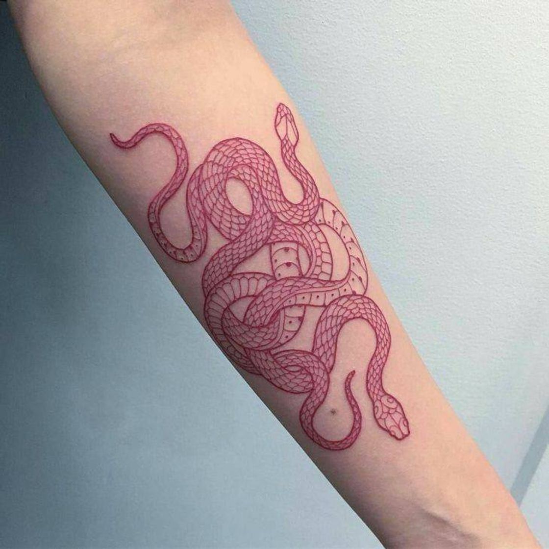 Moda Tatto Tatuagem Cobras Vermelhas