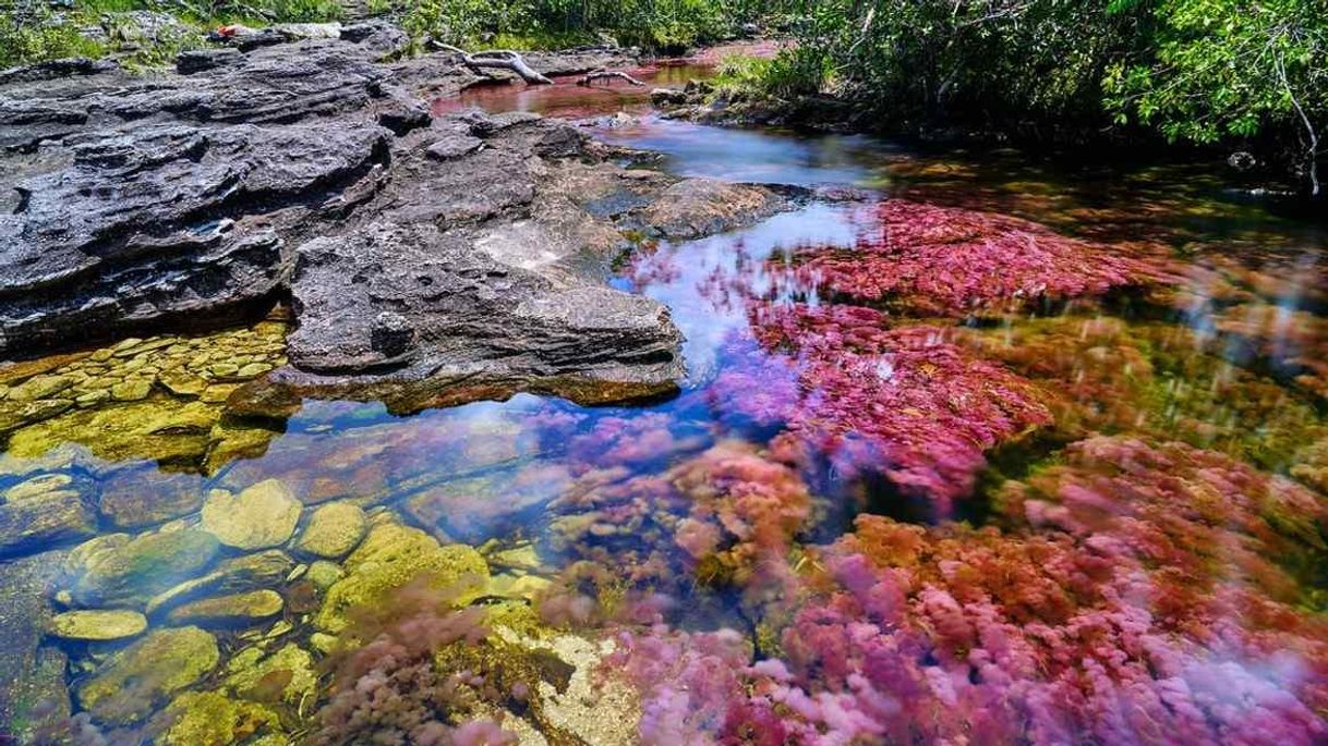 Place Caño Cristales