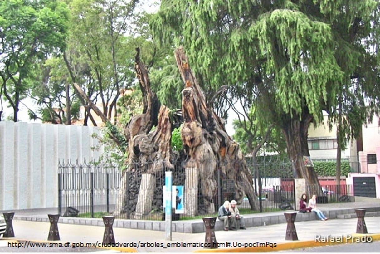 Places Árbol de la Noche Triste